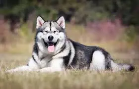 Alaskan Malamute Dog Price in India