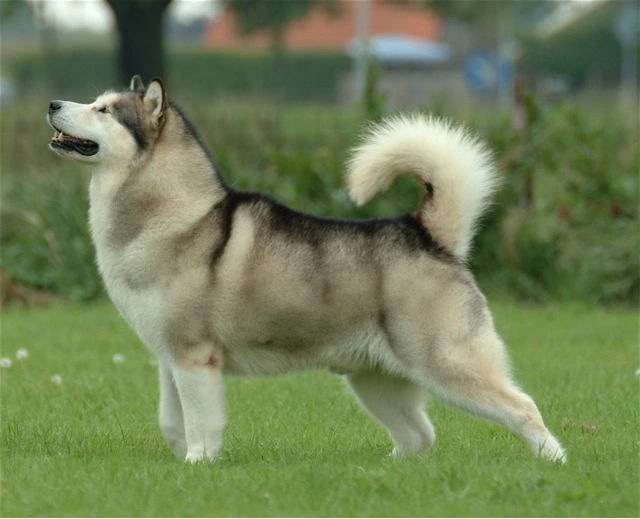 Alaskan Malamute Puppy Price in India