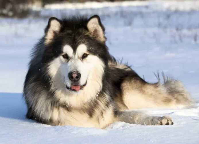 Alaskan Malamute Dog Price in India