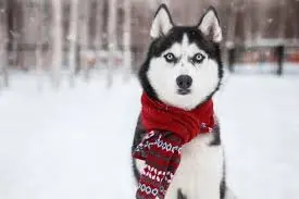 Siberian Husky puppies price in Hyderabad