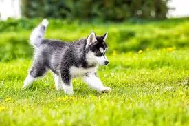 Siberian Husky Price in Delhi