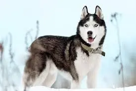 Siberian Husky puppies price in Hyderabad