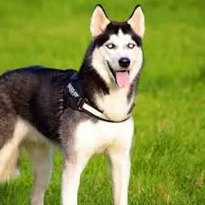 Siberian Husky puppies price in Hyderabad