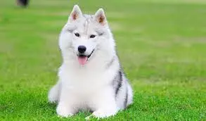 Siberian Husky puppies price in Hyderabad