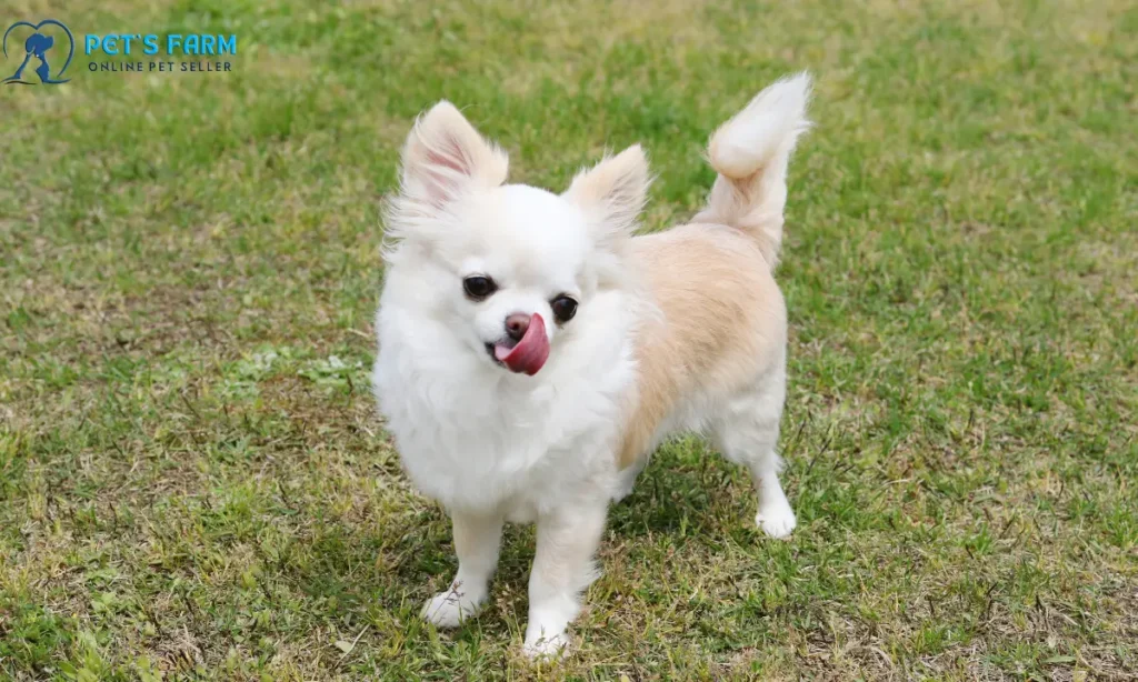Buy a Dog Online