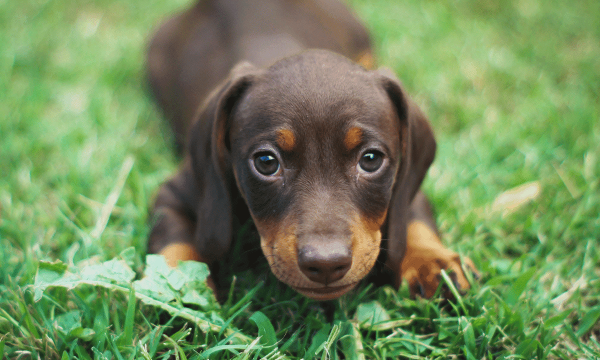 Dachshund Dog price in delhi