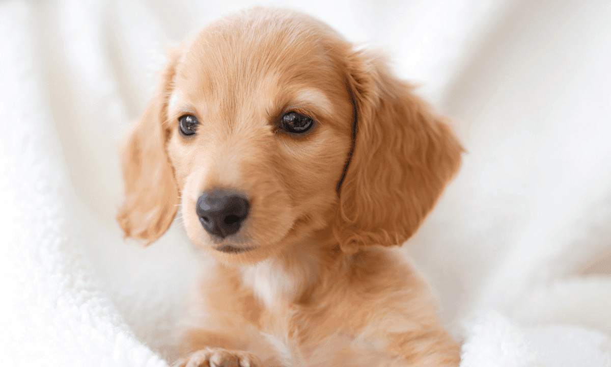 Dachshund Dog price in delhi