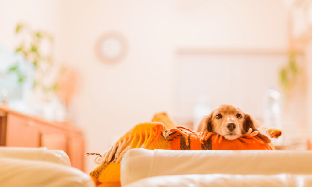 Dachshund Dog price in delhi
