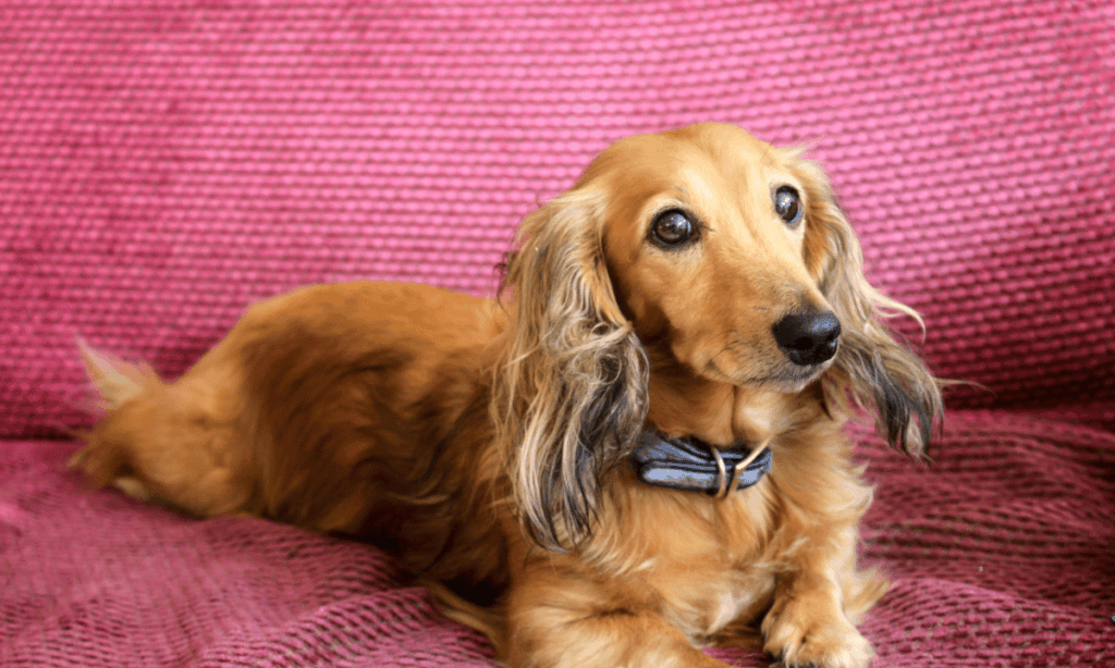 Dachshund Dog price in delhi
