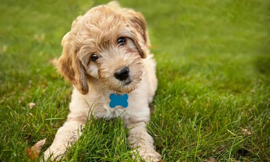 havanese puppy for sale