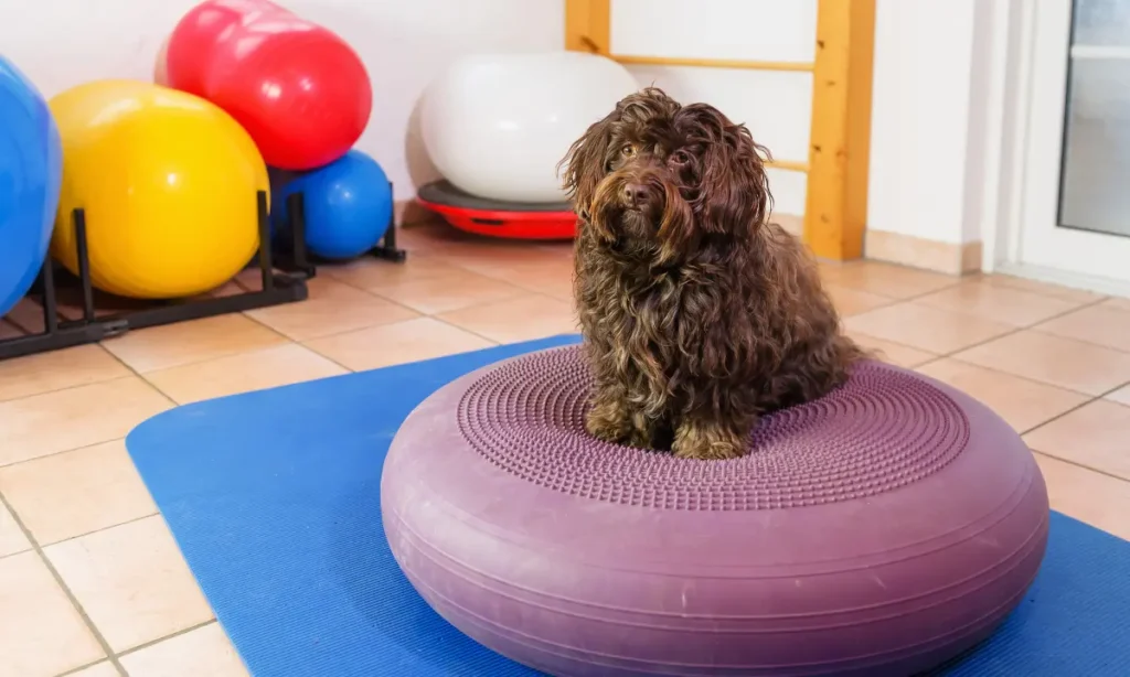 havanese puppy for sale
