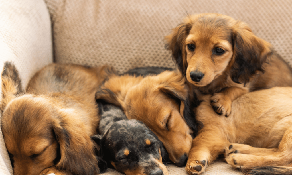 Dachshund Dog price in delhi