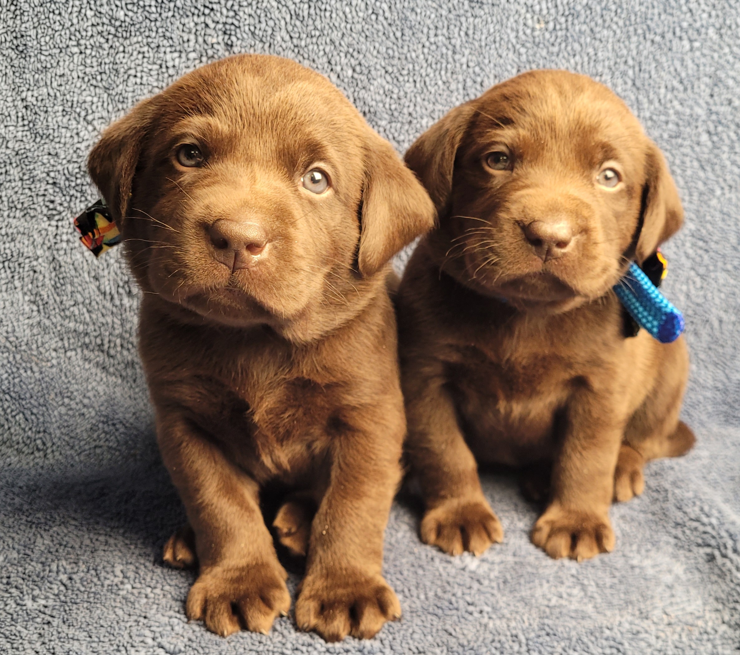 buy or adopt labrador retriever