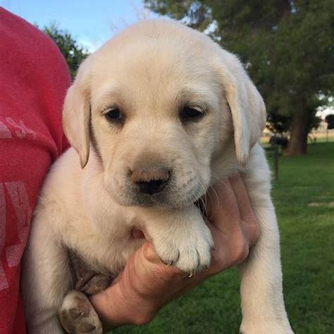labrador retriever puppies for sale