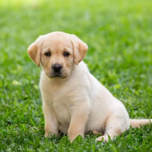 Labrador Retriever Puppy