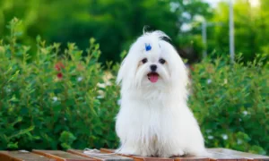 Maltese Dog price in delhi