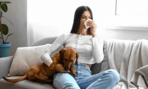Dachshund Dog price in delhi