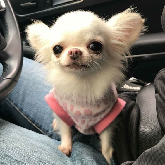 Chihuahua Dog Price in Delhi