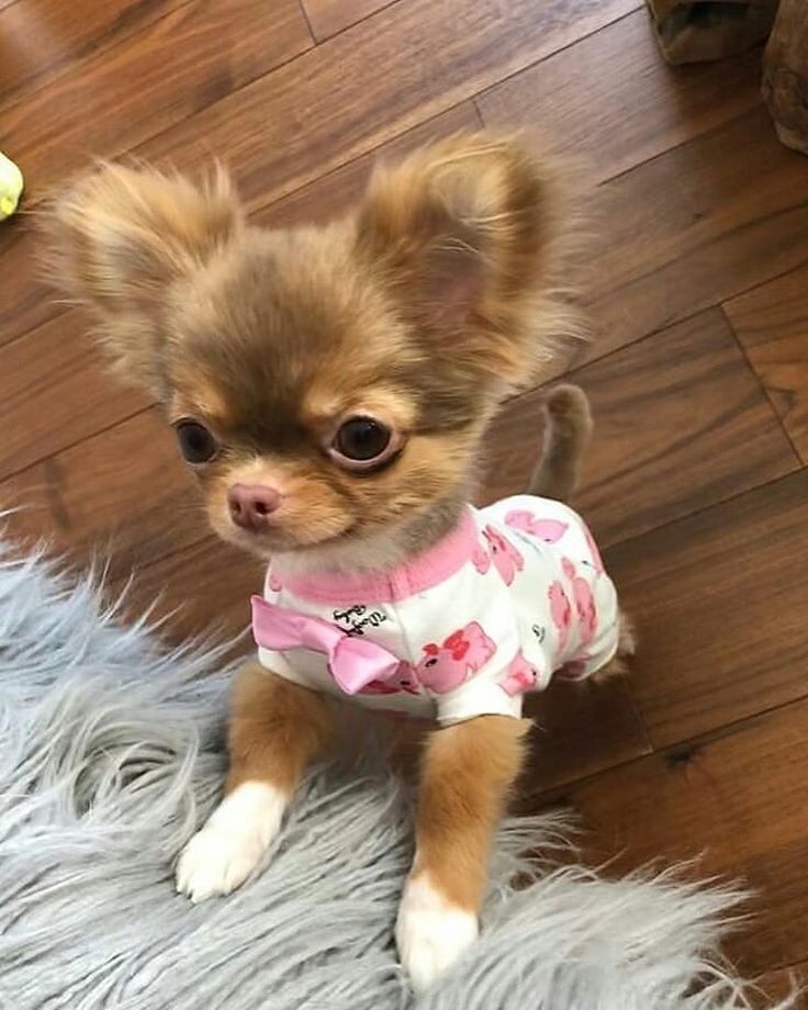 Chihuahua Dog Price in Delhi
