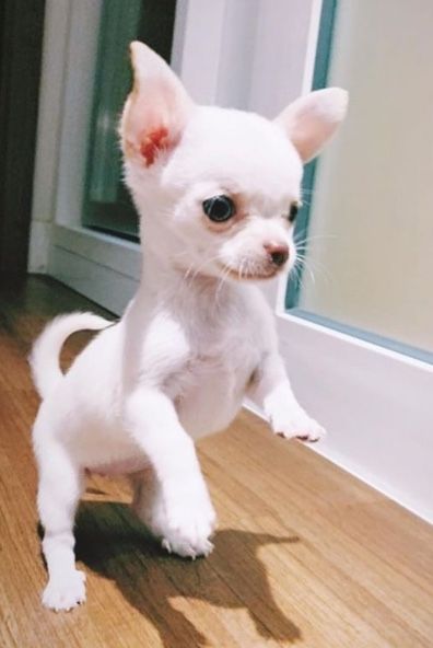 Chihuahua Dog Price in Delhi