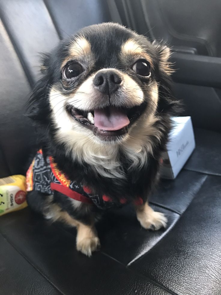 Chihuahua Dog Price in Delhi