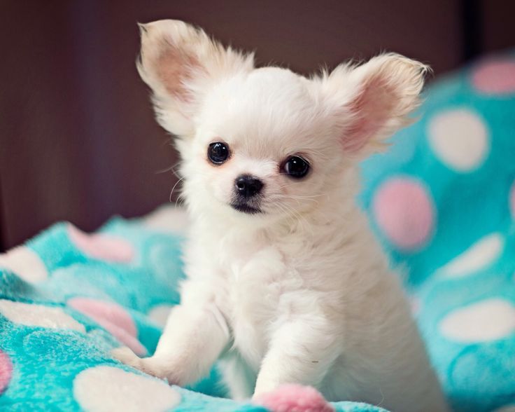 Chihuahua Dog Price in Delhi
