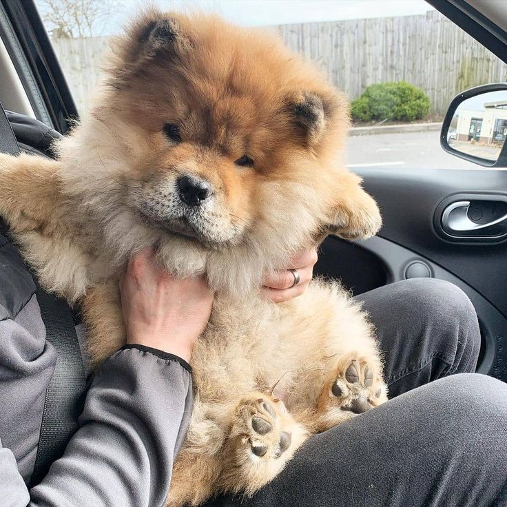 Chow Chow Dog Price in Delhi