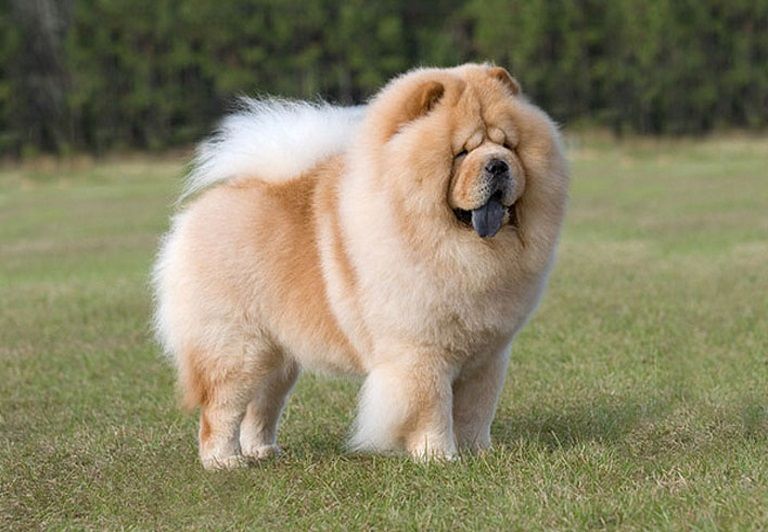 Chow Chow Dog Price in Delhi