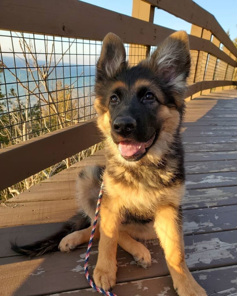 German Shepherd Price in Delhi