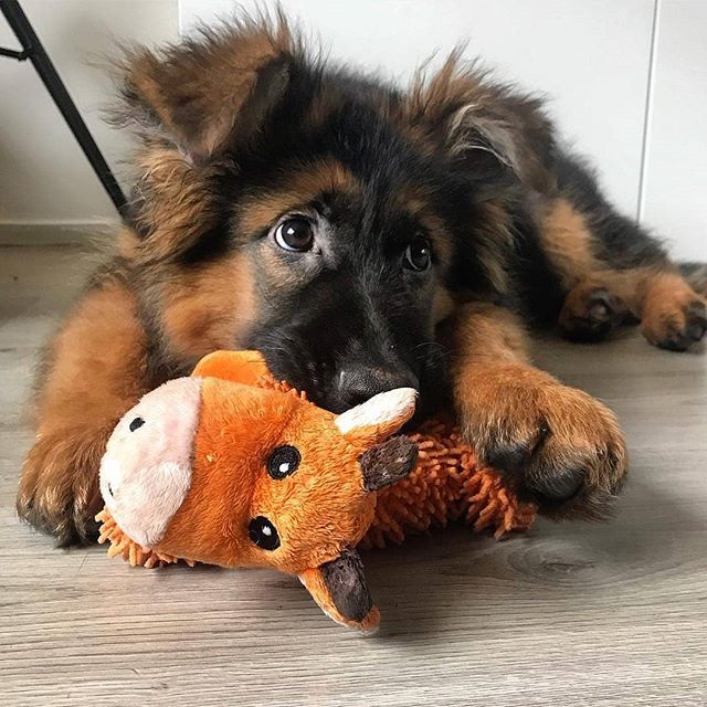 German Shepherd Price in Delhi