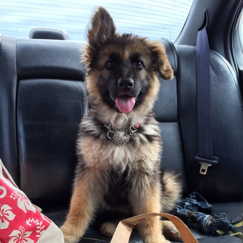 German Shepherd Price in Delhi