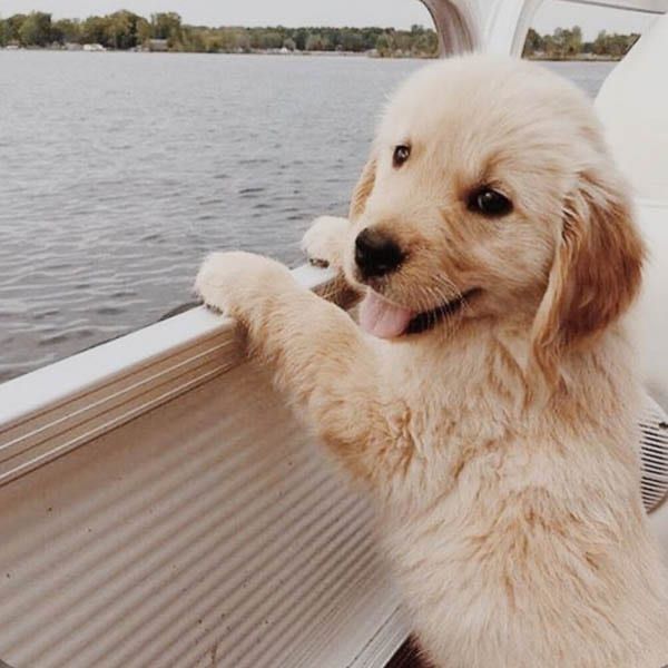 Golden Retriever Price In Delhi