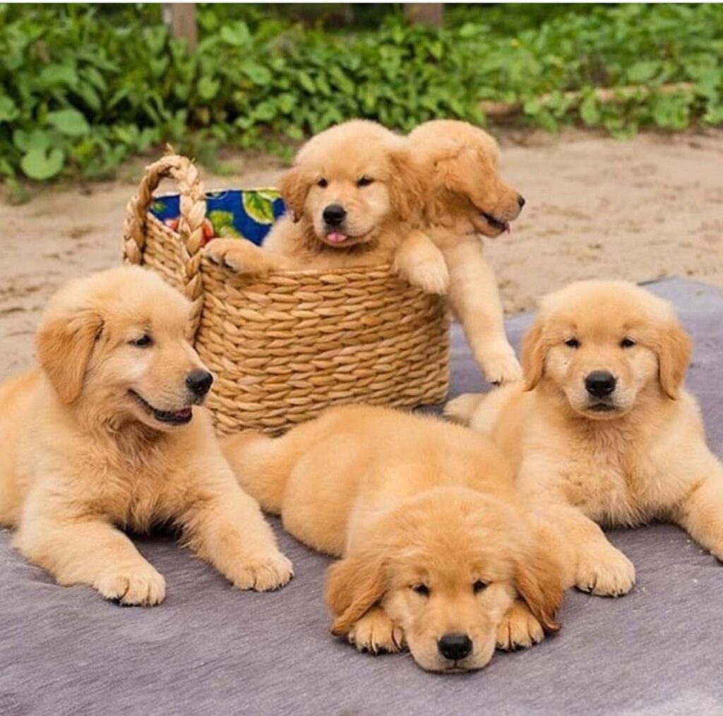 Golden Retriever Price In Delhi