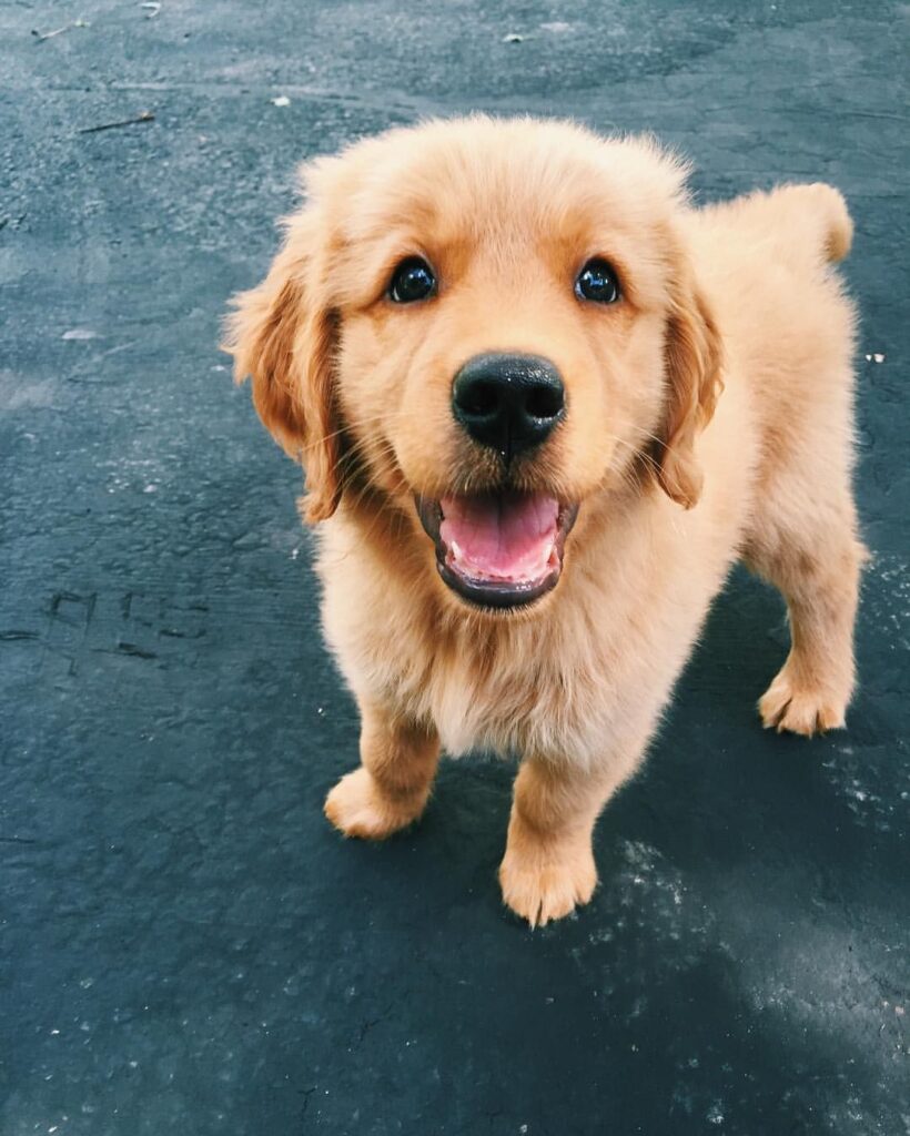 Golden Retriever Price In Delhi