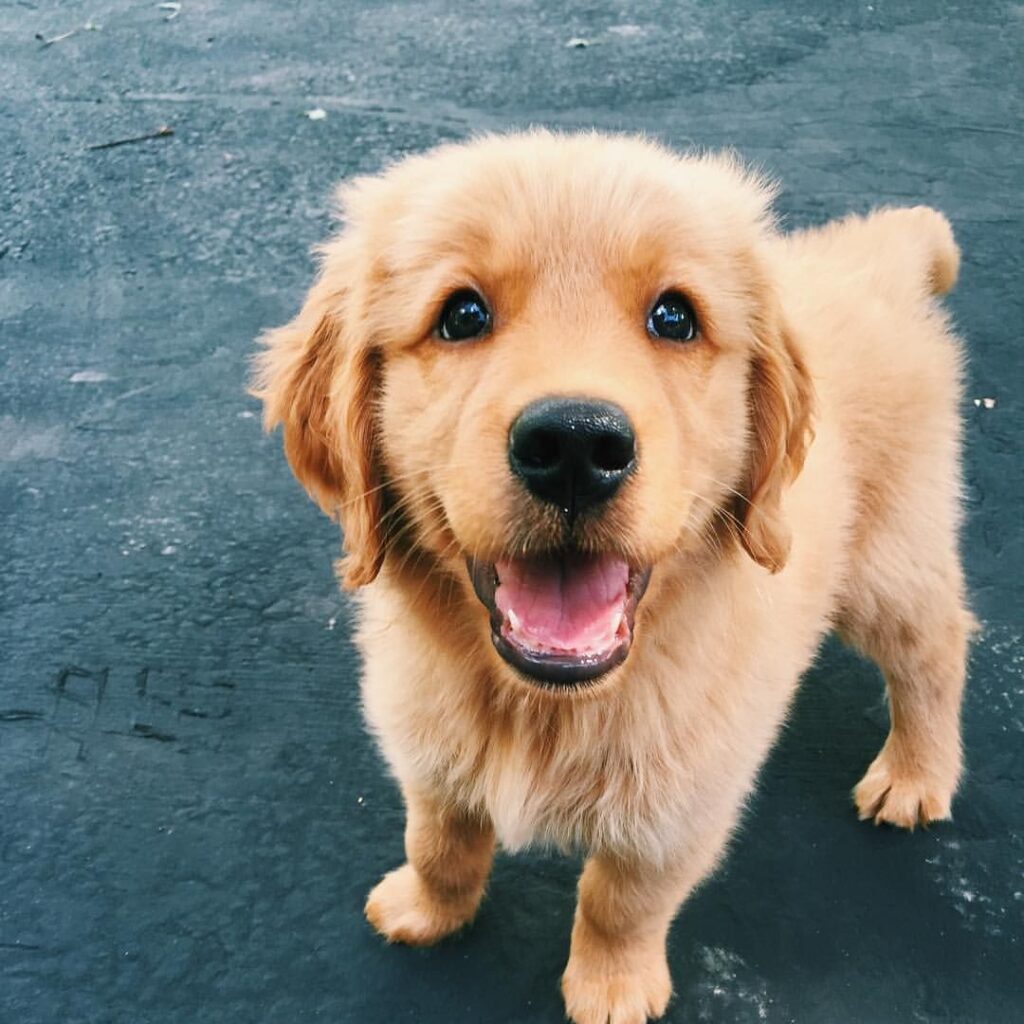 Golden Retriever price in Coochbehar