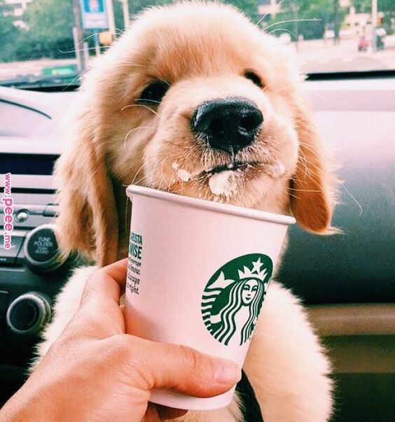 Golden Retriever Price In Delhi