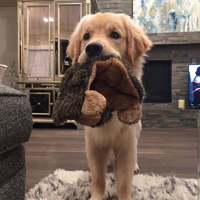 Golden Retriever Price In Delhi