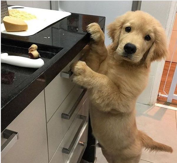 Golden Retriever Price In Delhi