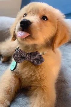 Labrador Dog & Puppies Price in India