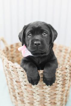 Labrador Dog & Puppies Price in India