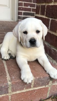 Labrador Dog & Puppies Price in India