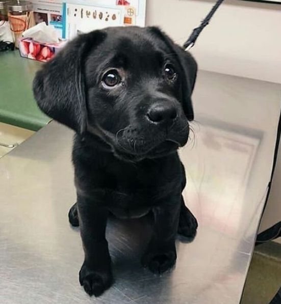 Labrador Dog & Puppies Price in India