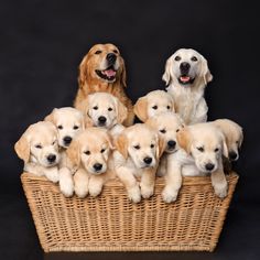 Labrador Dog & Puppies Price in India
