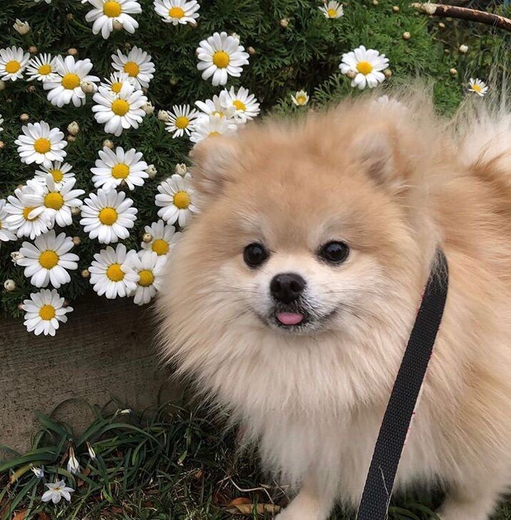 Pomeranian Dog Price In Kolkata