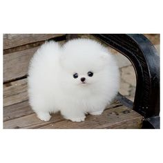 Pomeranian dog price in India