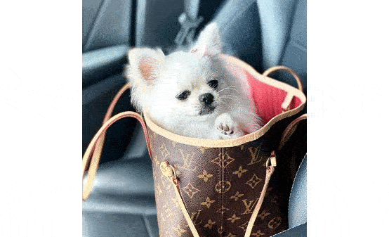 Pomeranian dog price in Delhi