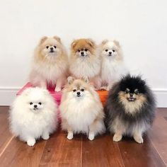 Pomeranian Dog Price in Chennai
