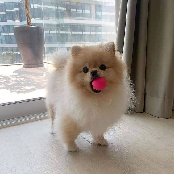 Pomeranian Dog Price in Chennai