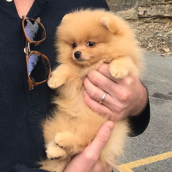 Pomeranian Dog Price In Kolkata