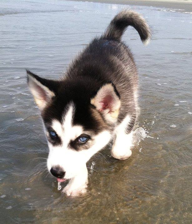 Siberian Husky Price in India